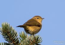 Gransöngvari – Common Chiffchaff