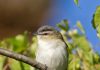 Græningi – Red-eyed vireo