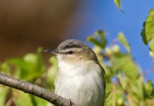 Græningi – Red-eyed vireo