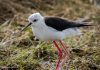 Háleggur – Himantopus himantopus – Black-winged stilt