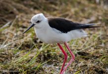 Háleggur – Himantopus himantopus – Black-winged stilt