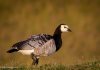Helsingi – Branta leucopsis – Barnacle goose