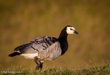 Helsingi – Branta leucopsis – Barnacle goose
