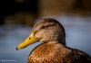 Stokkönd – Anas platyrhynchos – Mallard