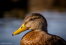 Stokkönd – Anas platyrhynchos – Mallard