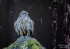 Fálki – Falco rusticolus – Gyrfalcon