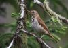 Dulþröstur – Hermit thrush