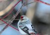 Hrímtittlingur – Arctic redpoll