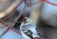 Hrímtittlingur – Arctic redpoll