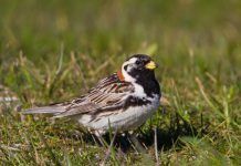 Sportittlingur – Lapland Longspur