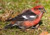 Eltingaleikur við víxlnef (white-winged crossbill)