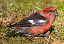 Eltingaleikur við víxlnef (white-winged crossbill)