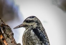 Safaspæta – Sphyrapicus varius – Yellow-bellied Sapsucker