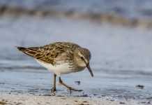 Vaðlatíta – Calidris fuscicollis – White-rumped Sandpiper