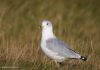 Hringmáfur – Larus delawarensis – Ring-Billed Gull