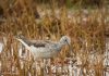 Lyngstelkur – Tringa nebularia – Common Greenshank