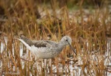 Lyngstelkur – Tringa nebularia – Common Greenshank