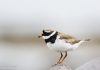 Sandlóa – Charadrius hiaticula – Common ringed plover