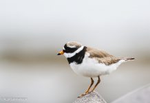 Sandlóa – Charadrius hiaticula – Common ringed plover