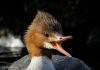Gulönd – Common Merganser