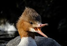 Gulönd – Common Merganser