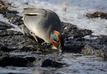 Urtönd – Anas crecca – Eurasian teal