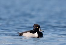 Hringönd – Aythya collaris – Ring-necked duck