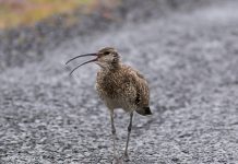 Spói – Whimbrel