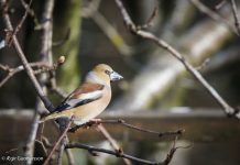 Kjarnbítur – Hawfinch