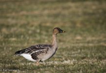 Túndrugæs – Tundra Bean Goose