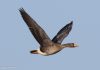 Blesgæs – Greater White-fronted Goose