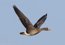 Blesgæs – Greater White-fronted Goose