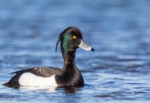 Skúfönd – Tufted duck