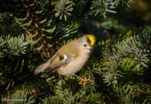 Útvarpsþáttur á RÚV um fuglaskoðun frá árinu 2013