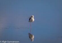 Útvarpsþættir um fuglaskoðun á RÚV.is