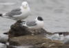 Þernumáfur – Sabine’s Gull