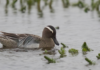 Taumönd – Garganey