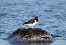 Tjaldur – Eurasian Oystercatcher