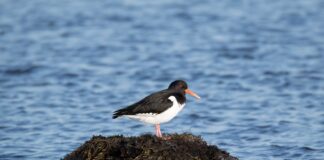Tjaldur – Eurasian Oystercatcher