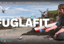 Fuglafit – Þriðji þáttur – Mállýskur skógarþrasta og músarrindla