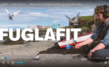 Fuglafit – Þriðji þáttur – Mállýskur skógarþrasta og músarrindla
