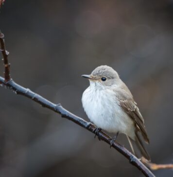 Grágrípur – Spotted flycatcher