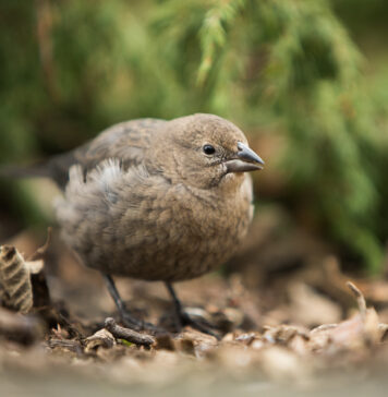 Kúastarli – Brown-headed Cowbird