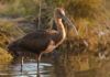 Bognefur – Glossy Ibis