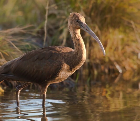 Bognefur – Glossy Ibis