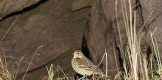 Trjátittlingur – Tree Pipit