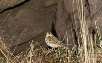 Trjátittlingur – Tree Pipit