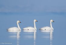 Álft – Cygnus cygnus – Whooper Swan